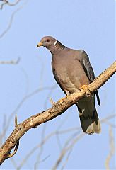 Band-tailed Pigeon